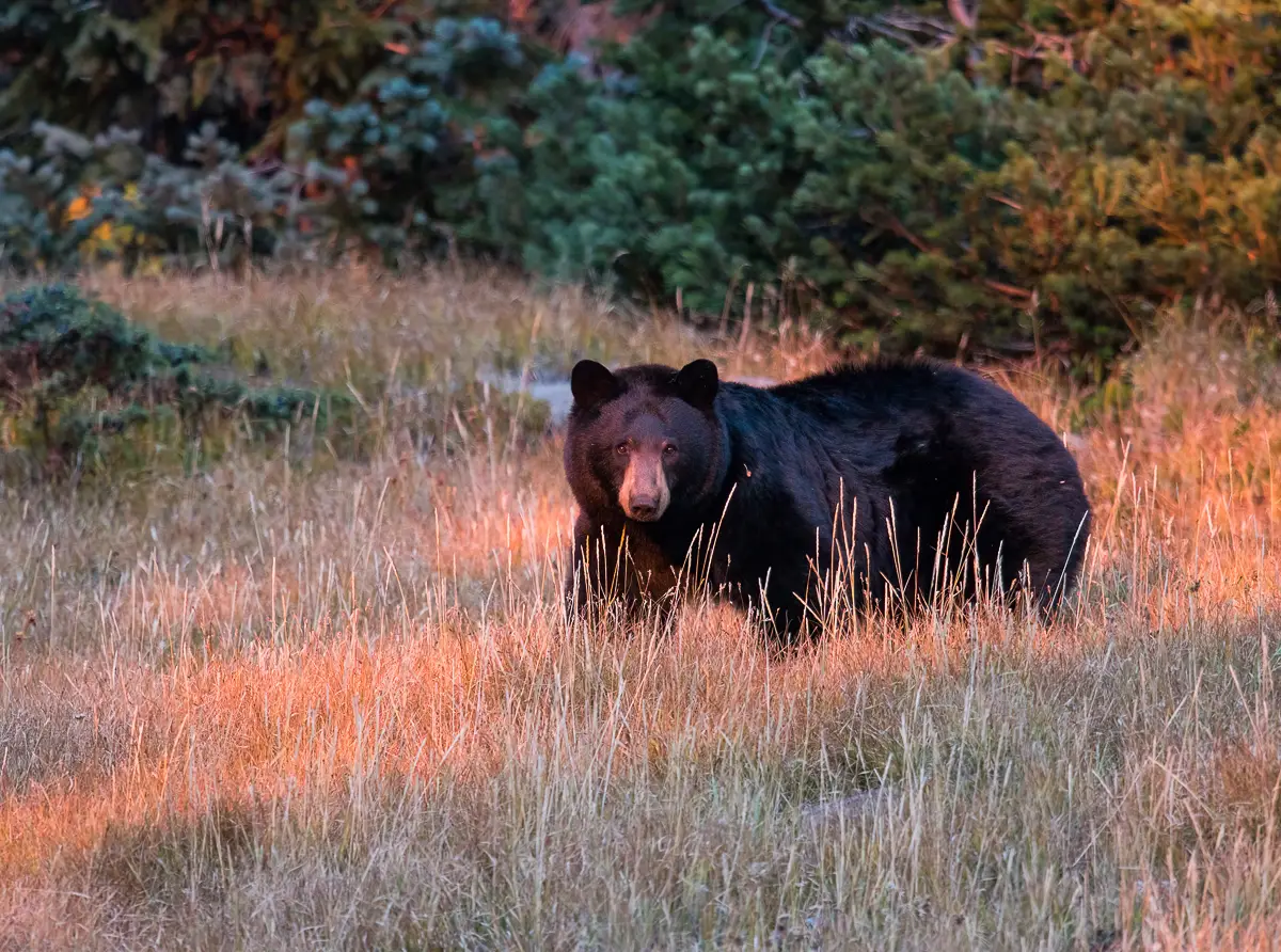 bear in rocky mountain national park, black bear in the morning light